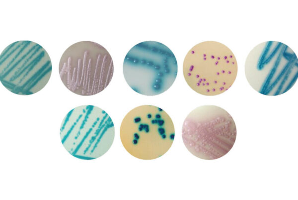 Veterinary AgarSense Bacteria Culture