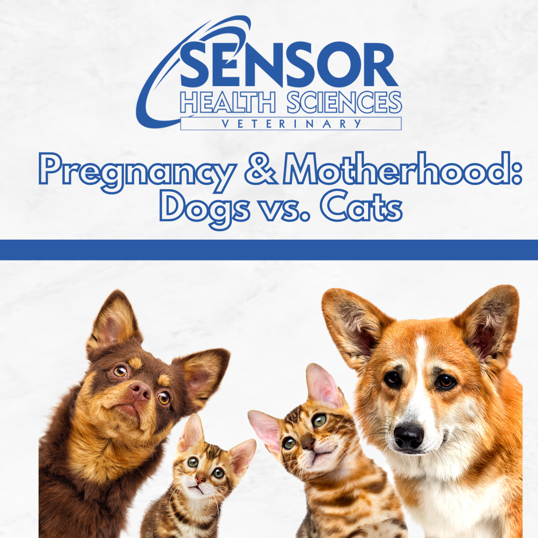 Pregnancy and Motherhood: Dogs vs. Cats